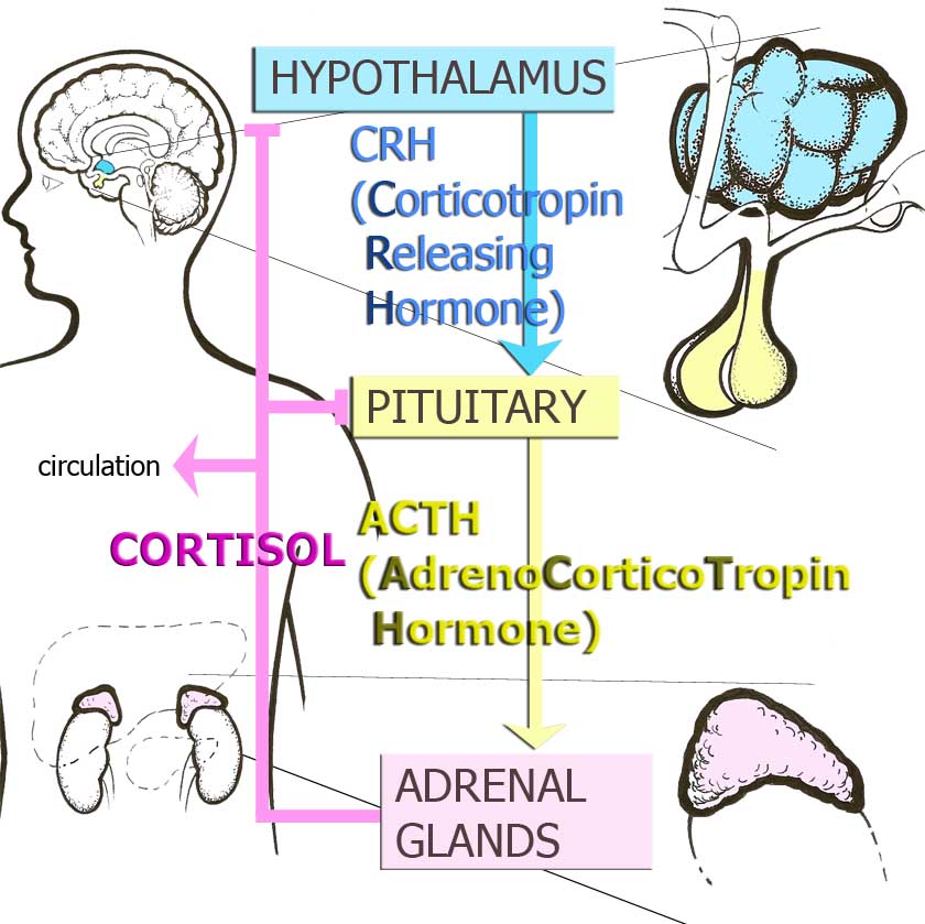 Hypothalamic-Pituitary Adrenocortical (HPA) axis or Stress Hormone Axis Hypothalamic-Pituitary Adrenocortical (HPA) axis or Stress Hormone Axis